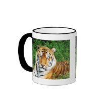 Big Cats - 12 Coffee Mugs