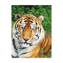Big Cats - 12