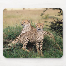Big Cats - 13