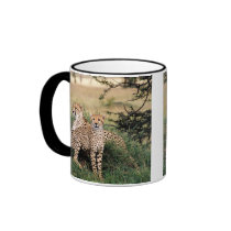Big Cats - 13 Mug