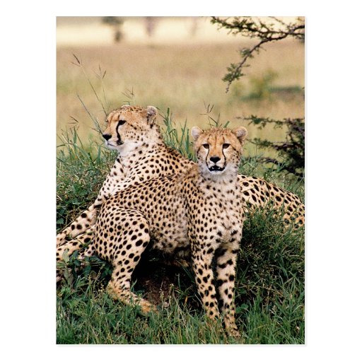 Big Cats - 13 Postcard