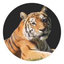 Big Cats - 1