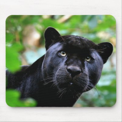 Big Cats  - 4 by MuseMagic