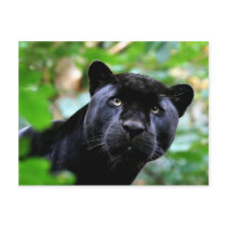 Big Cats - 4