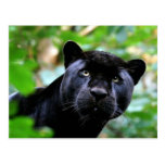 Big Cats - 4 Postcards