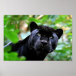 Big Cats - 4