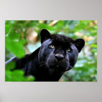Big Cats - 4