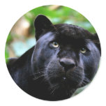 Big Cats  - 4 stickers