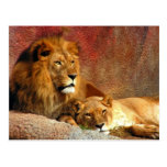 Big Cats - 6 Post Cards