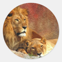 Big Cats - 6 Round Stickers