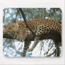 Big Cats - 7 Mouse Pads