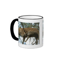 Big Cats - 7 Mugs