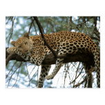 Big Cats - 7 Postcard