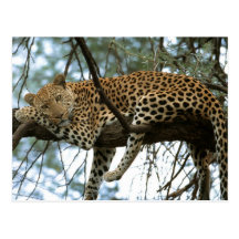 Big Cats - 7 Postcard