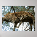 Big Cats - 7 posters