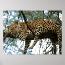 Big Cats - 7