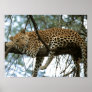 Big Cats - 7