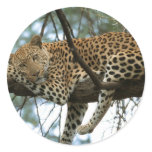 Big Cats - 7