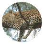 Big Cats - 7