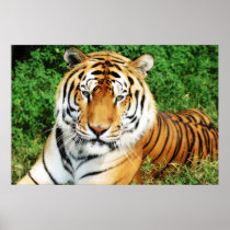 Big Cats Set - 12