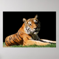 Big Cats Set - 1
