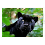 Big Cats Set - 4 Greeting Card