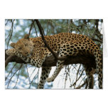 Big Cats Set - 7 Greeting Cards