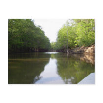 Big Cypress Bayou Postcard