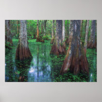 Big Cypress National Preserve Florida Poster