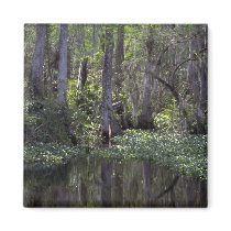 Big Cypress Preserve, Florida Refrigerator Magnet