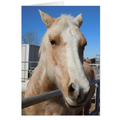 Big Dark Eyes Pretty Golden Palomino Pony -  Blank by She_Wolf_Medicine