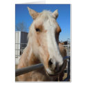 Big Dark Eyes Pretty Golden Palomino Pony -  Blank cards