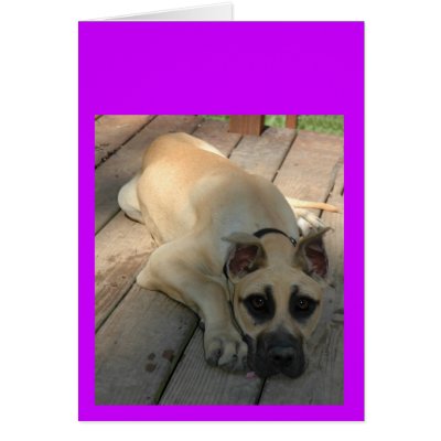 BIG EYED DANE PUPPY GREETING CARD by wolfmountainstudio