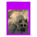 BIG EYED DANE PUPPY cards