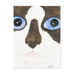 Big Eyed Snowshoe cat Postcard
