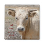 Big Eyes Charolais White Cow Steer with Horns Fridge Magnet