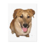 Big Eyes Golden Retriever Pup - Ranch Dog Lover