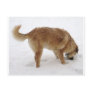 Big Golden Retriever Pup Snow - Ranch Dog Lover