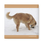 Big Golden Retriever Puppy Snow - Ranch Dog Lover