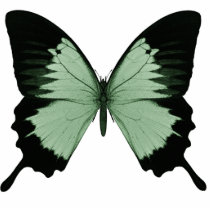 Big Green & Black Butterfly