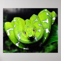 Big green boa snake canvas print