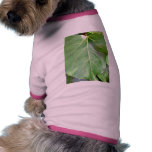 Big Green Leaf pet clothing