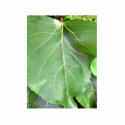 Big Green Leaf photo sculptures