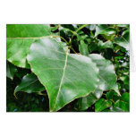 Big Green Leaves In Forrest Cards