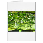 big green lilypads on a pond greeting card
