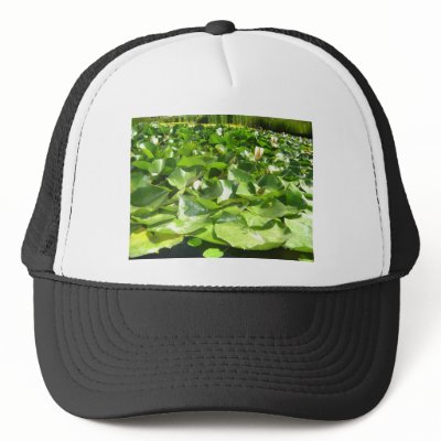 big green lilypads on a pond hats by pinkypetals