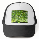 big green lilypads on a pond hats