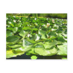 big green lilypads on a pond post card