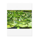 big green lilypads on a pond postcards