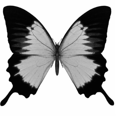 Big Grey & Black Butterfly by VoXeeD